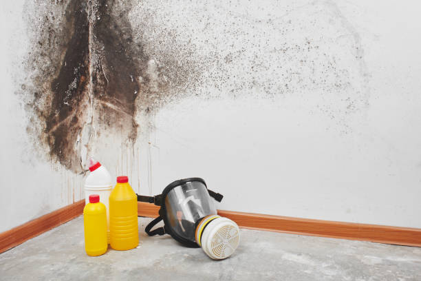 Best Toxic Mold Removal  in Somerville, TX