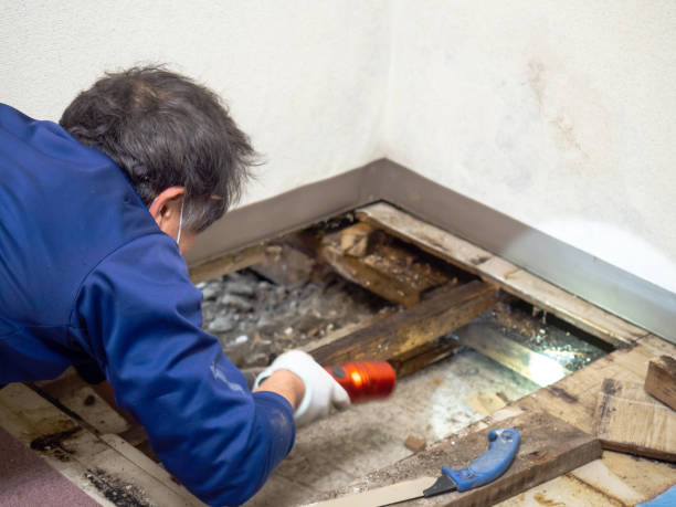 Best Mold Removal Company Near Me  in Somerville, TX