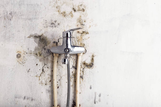 Best Fast Mold Removal  in Somerville, TX