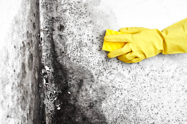 Best Mold Remediation Services  in Somerville, TX