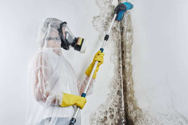 Best Mold Removal Company Near Me  in Somerville, TX