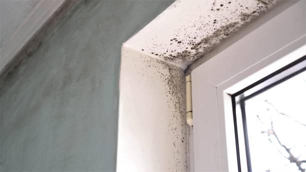 Best Office Mold Removal Services  in Somerville, TX