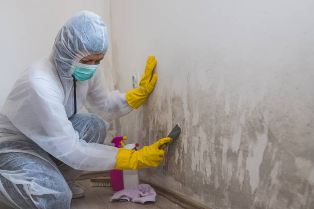 Certified Mold Removal in Somerville, TX