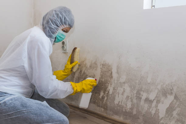 Best Mold Removal Company Near Me  in Somerville, TX