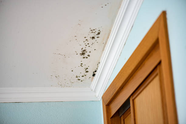  Somerville, TX Mold Removal Pros