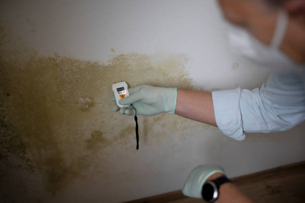 Best Local Mold Removal Service  in Somerville, TX