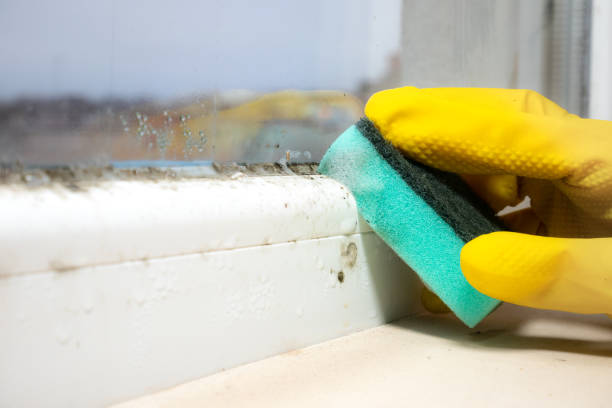 Best Same-Day Mold Removal  in Somerville, TX