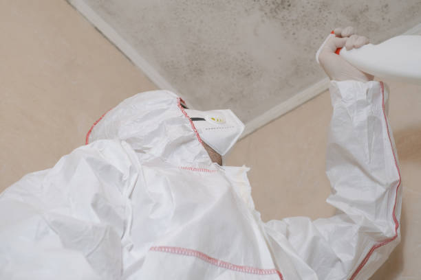 Best Commercial Mold Removal  in Somerville, TX