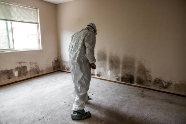 Best Affordable Mold Removal  in Somerville, TX