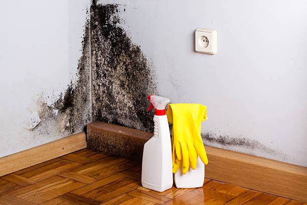 Best Mold Cleaning Services  in Somerville, TX