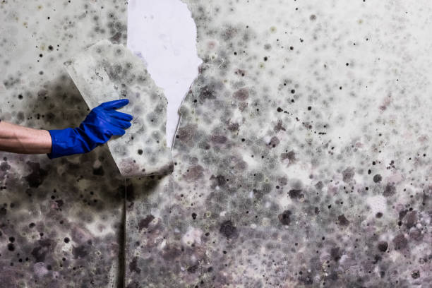 Reliable Somerville, TX Mold Removal Solutions